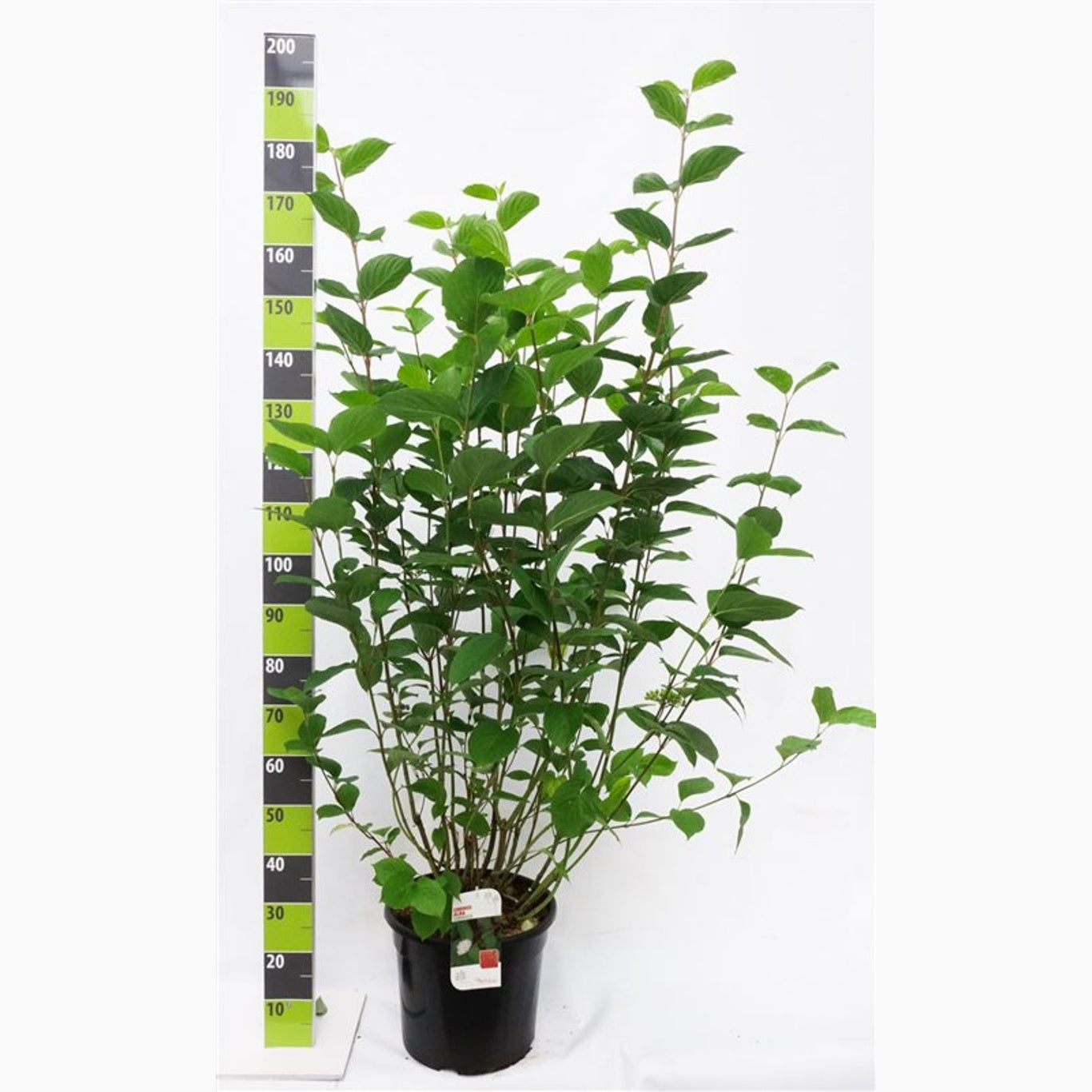 Kornell – Cornus alba 'Sibirica' - C12 100-125 CM